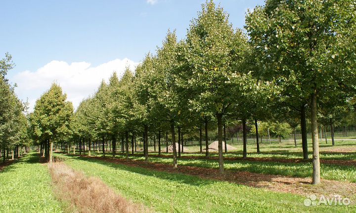 Саженцы для озеленения
