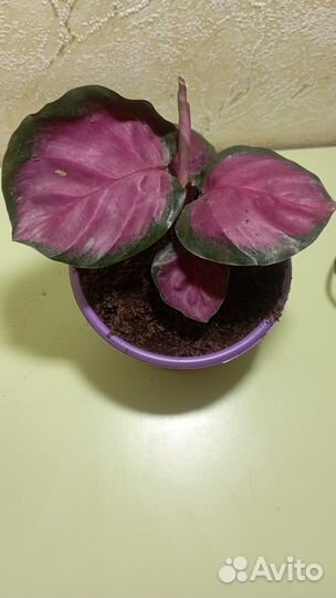 Калатея розеопикта кримсон
