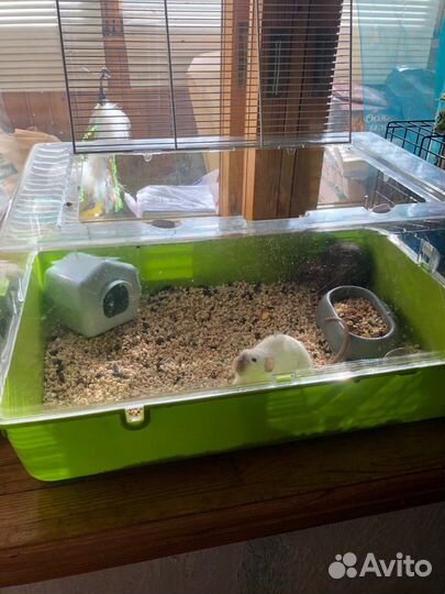 Крысы с клеткой