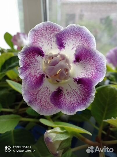 Глоксиния и фиалка (черенки)