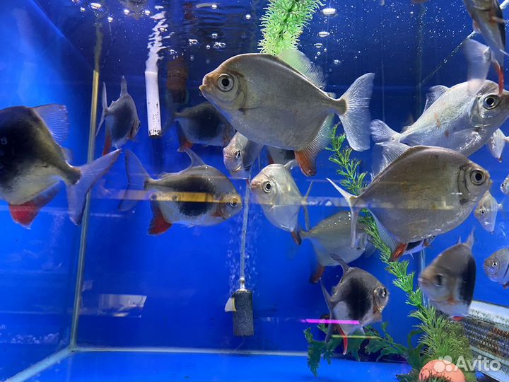 Lamax, (Ламакс ) мелеусы,метинисы