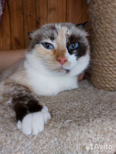 Кошка 2года