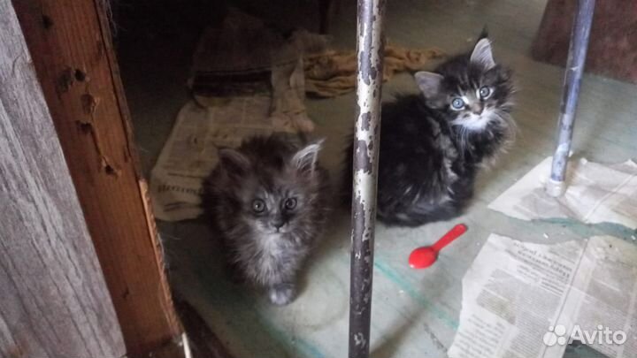 Продам котенка
