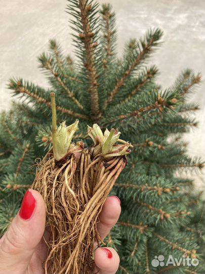 Фриго саженцы клубники