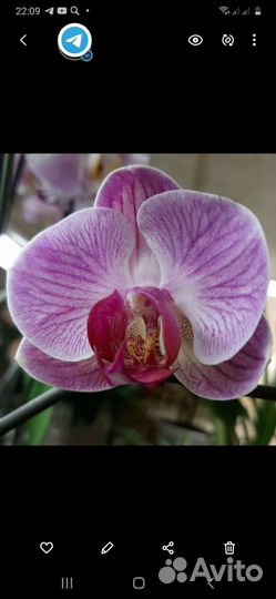 Домашние растения