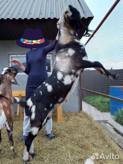 Англо нубийский козел на племя