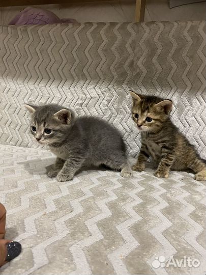 Котята в добрые руки бесплатно