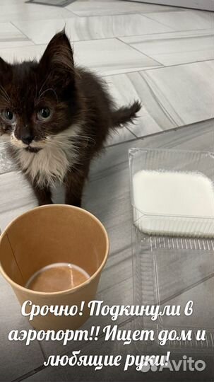 Котята бесплатно