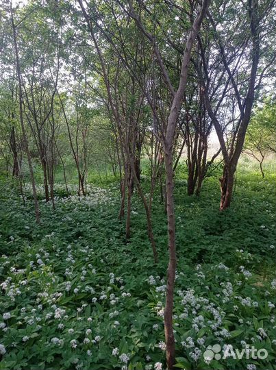 Саженцы слива