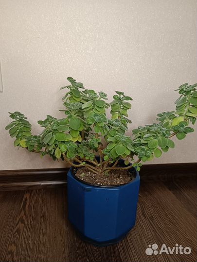 Фикус бенджамина и др