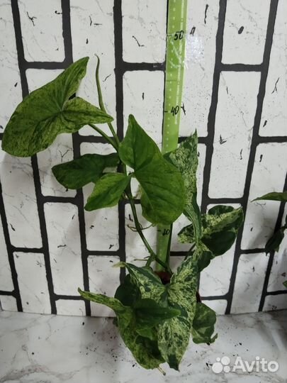 Сингониум моттлед