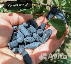 Саженцы жимолости