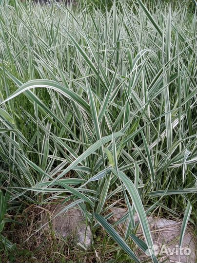 Растения для сада