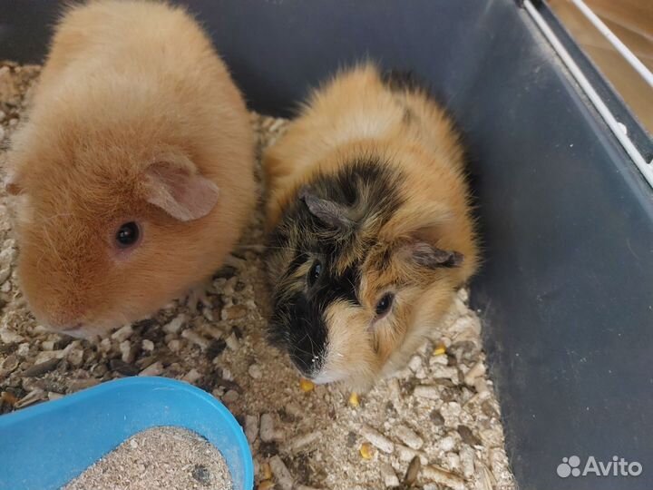 Морская свинка