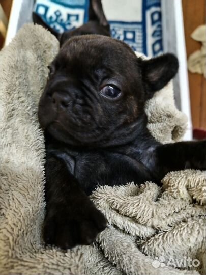 Щеночки Французики, пухлые булочки