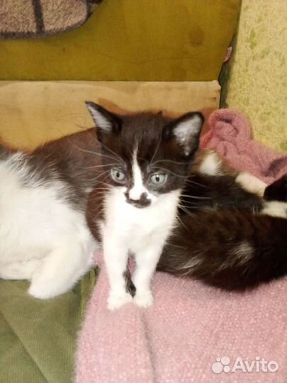 Отдам Котяток