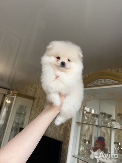 Померанский шпиц