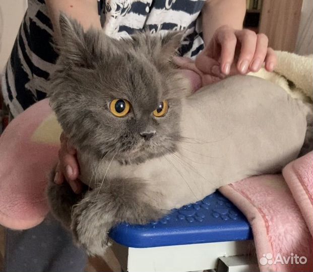 Стрижка кошек и собак, грумер, выезд на дом