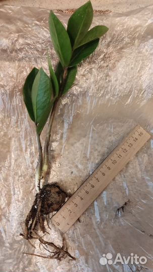 Замиокулькас