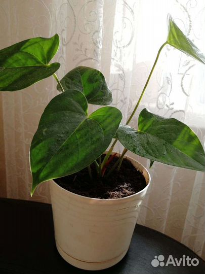 Антуриум мужское счастье