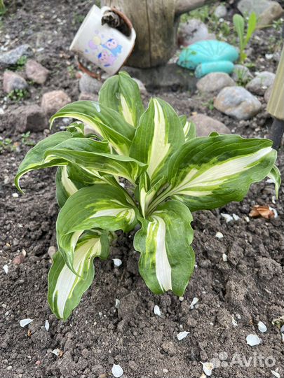 Хоста растение