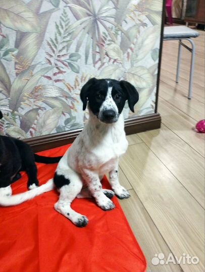 Щенок девочка 3 месяца