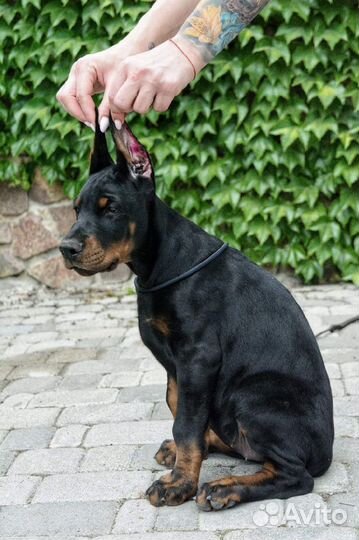 Щенки добермана