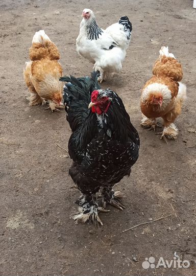 Инкубационное яйцо брама