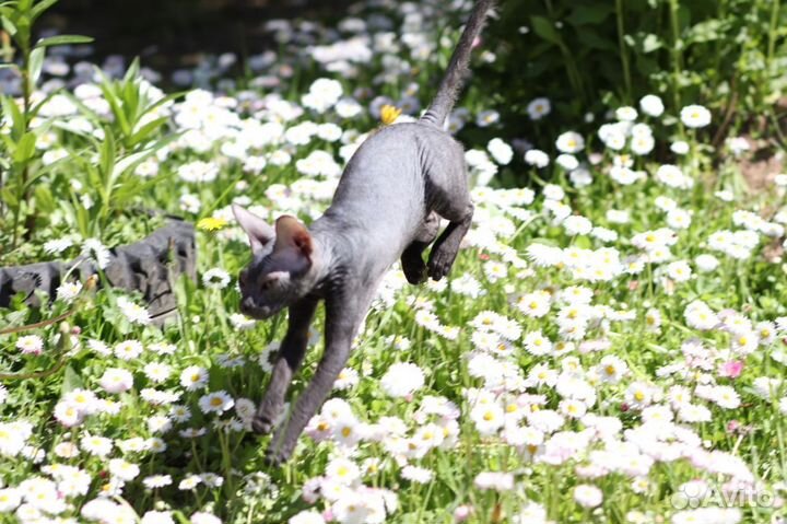 Ищу кота. вязка