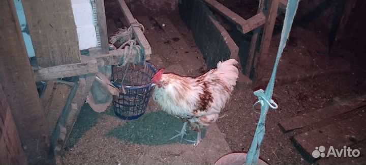 Молодые петухи