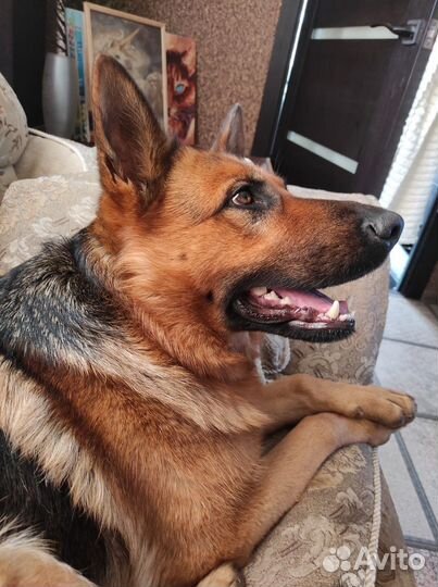 Щенки метисы в добрые руки