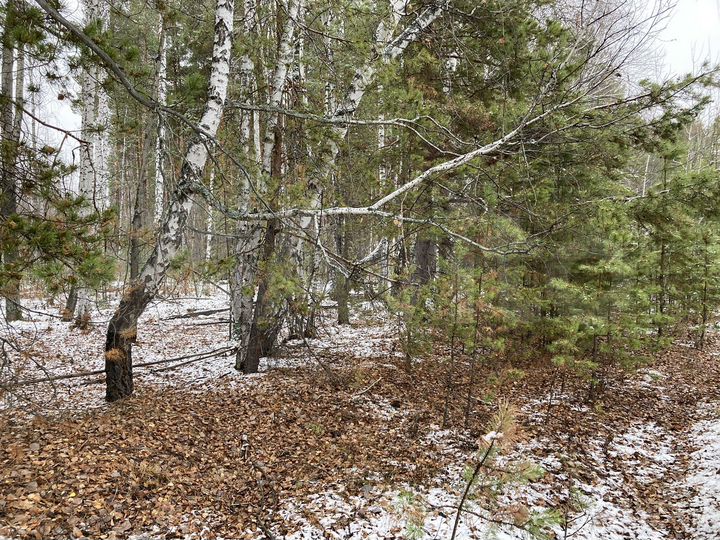 Участок 100 сот. (СНТ, ДНП)