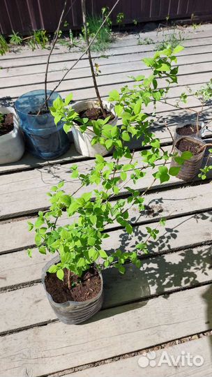 Чубушник жасмин