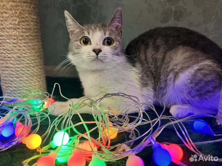 Котенок ищет дом