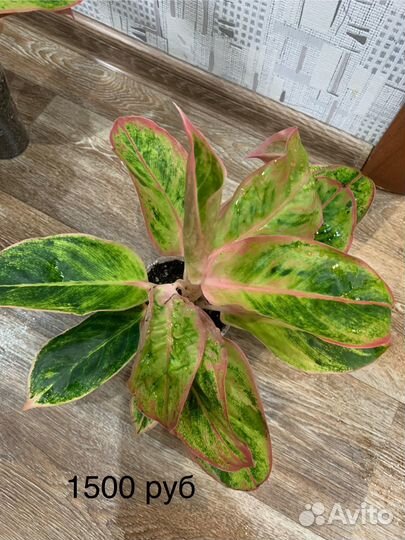 Аглаонема Амалия или Сальмон фентези