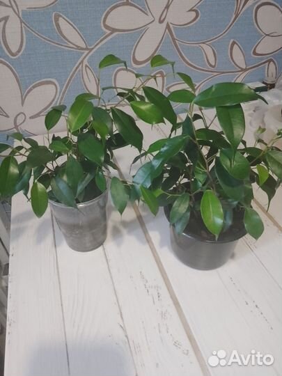 Фикус бенджамина