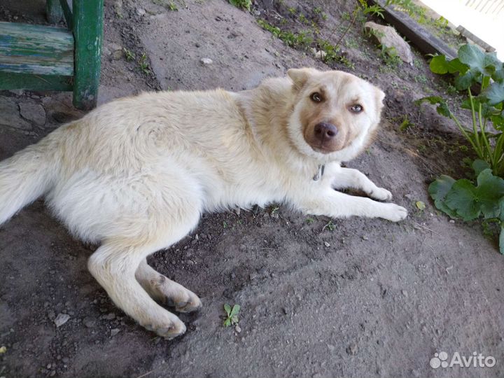Собака Микси