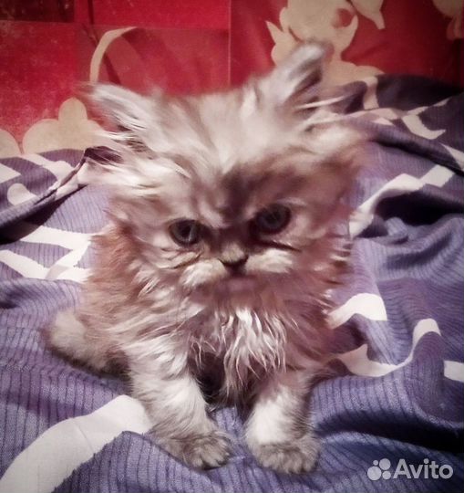 Персидский котёнок