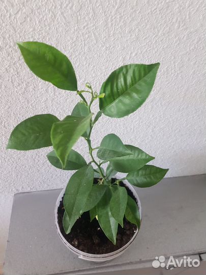 Мандарин сажнец