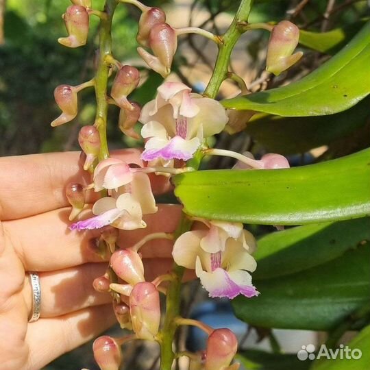 Аэридес/ эридес/ орхидея семена