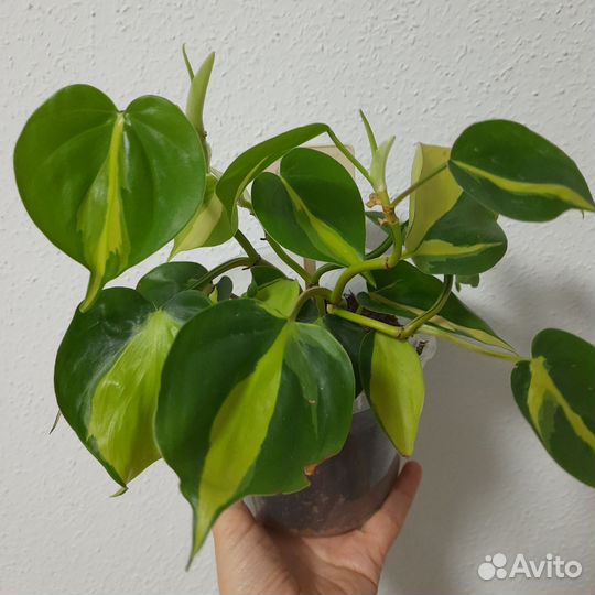 Комнатные растения Филодендрон