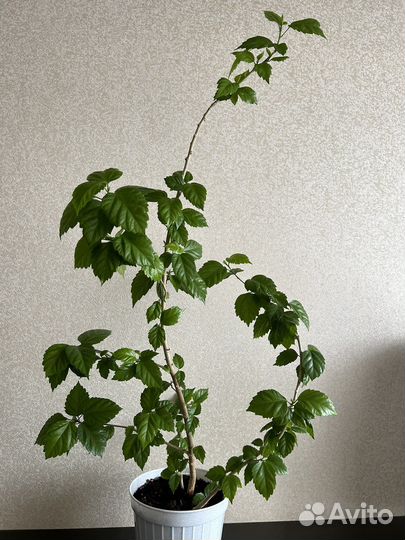 Китайская роза