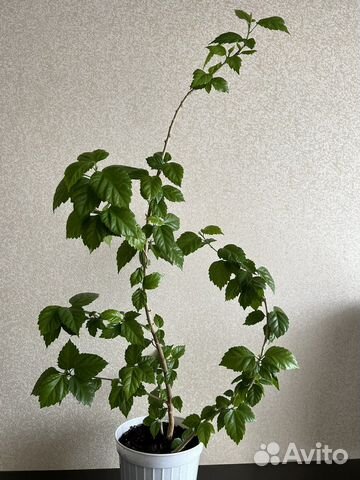 Китайская роза