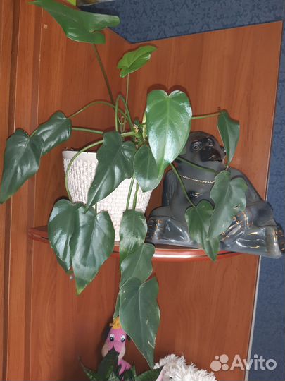 Комнатные растения