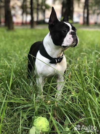 Вязка Бостон-терьер