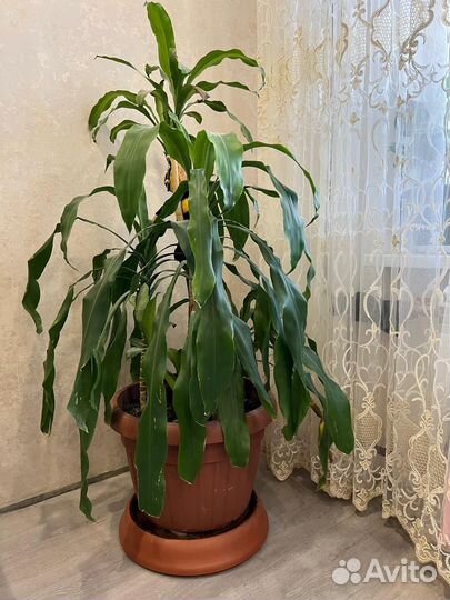 Пальма Юкка в горшке