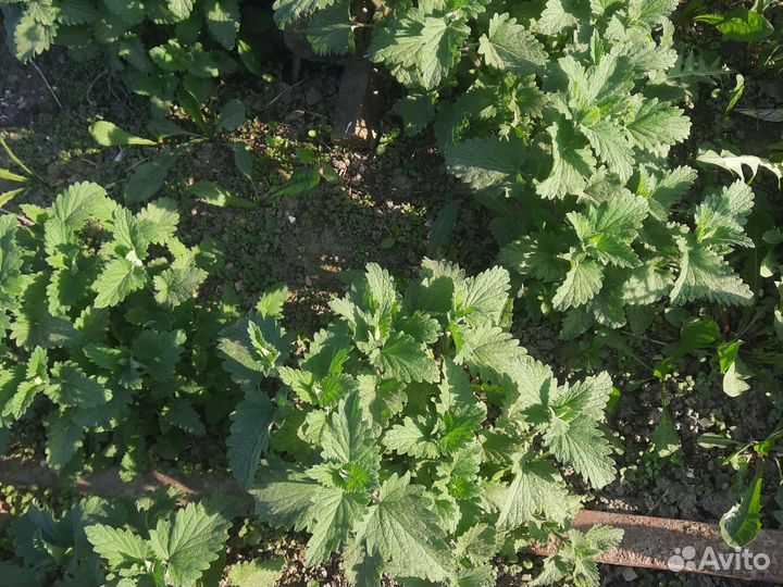 Семена ароматных трав