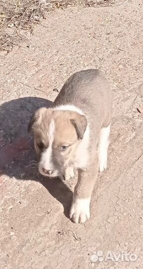 Щенок мальчик