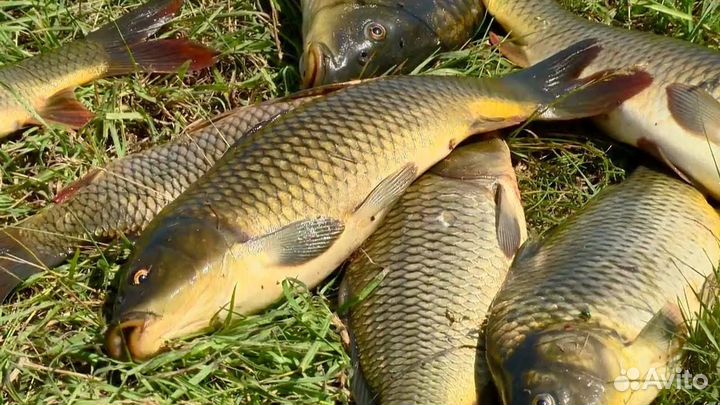 Свежая рыба карп