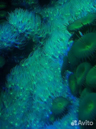 Морской коралл родактис